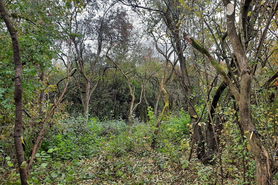 Zukünftige Lichtung in der "Wildnis" Zukünftige Lichtung in der "Wildnis"