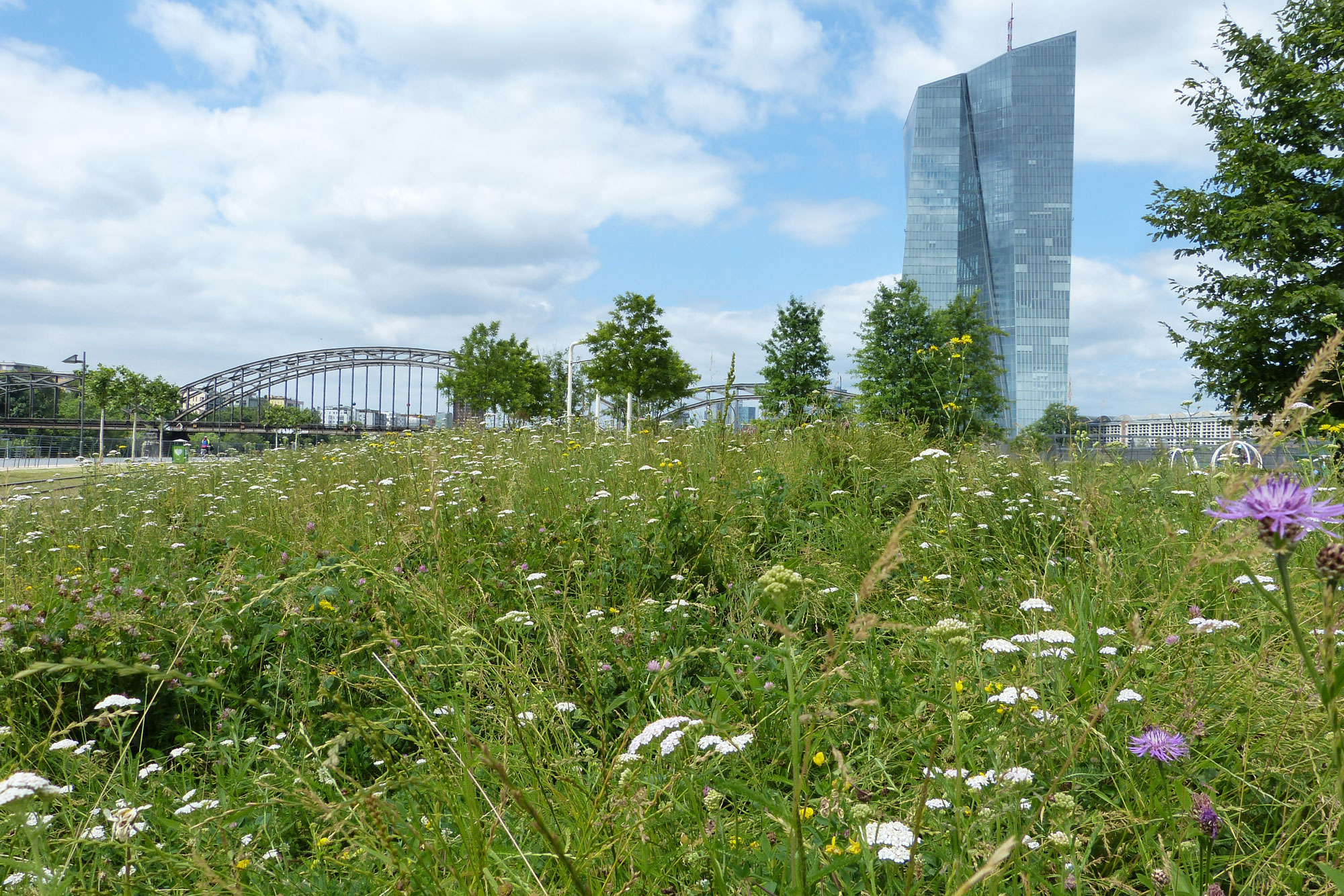 (c)Grünflächenamt Frankfurt am Main Hafenpark