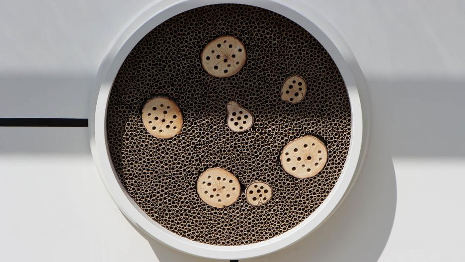 Insekten Bauhaus