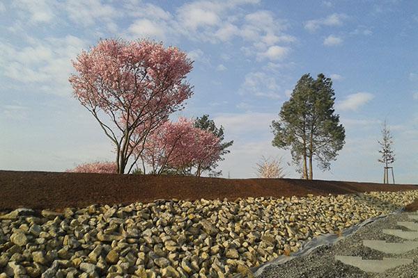 'PRUNUS ACCOLADE' ERÖFFNET DEN FRÜHLING IN HEILBRONN