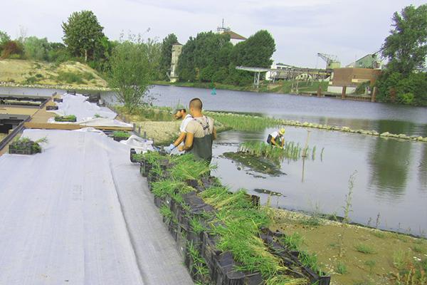 START DER PFLANZUNGEN IM NECKARHABITAT
