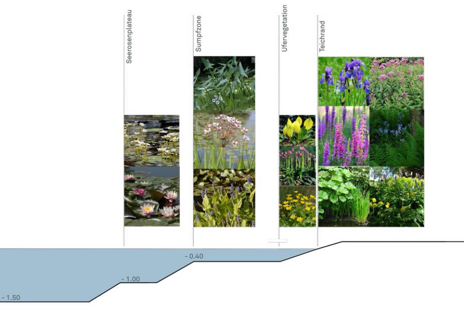 Pflanzschema Natur-Badeteich